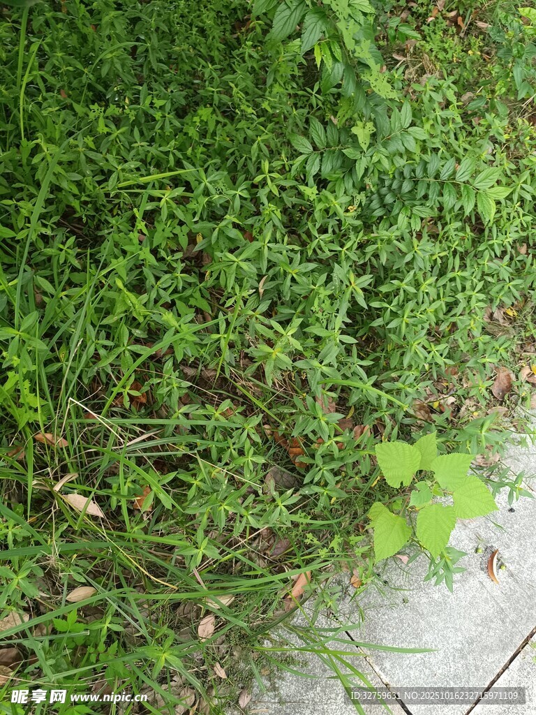 小径旁的翠绿繁茂野草