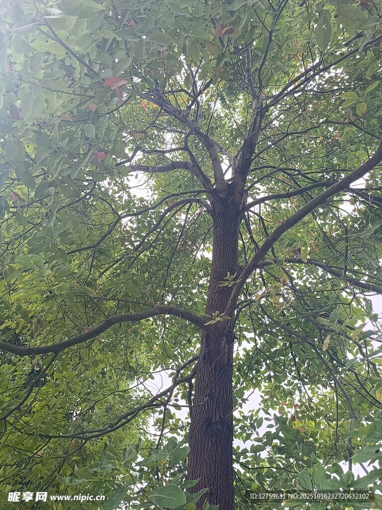 挺拔大树展现自然生机
