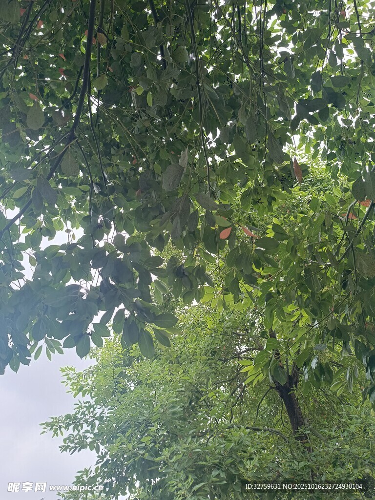 仰视繁茂绿树树冠