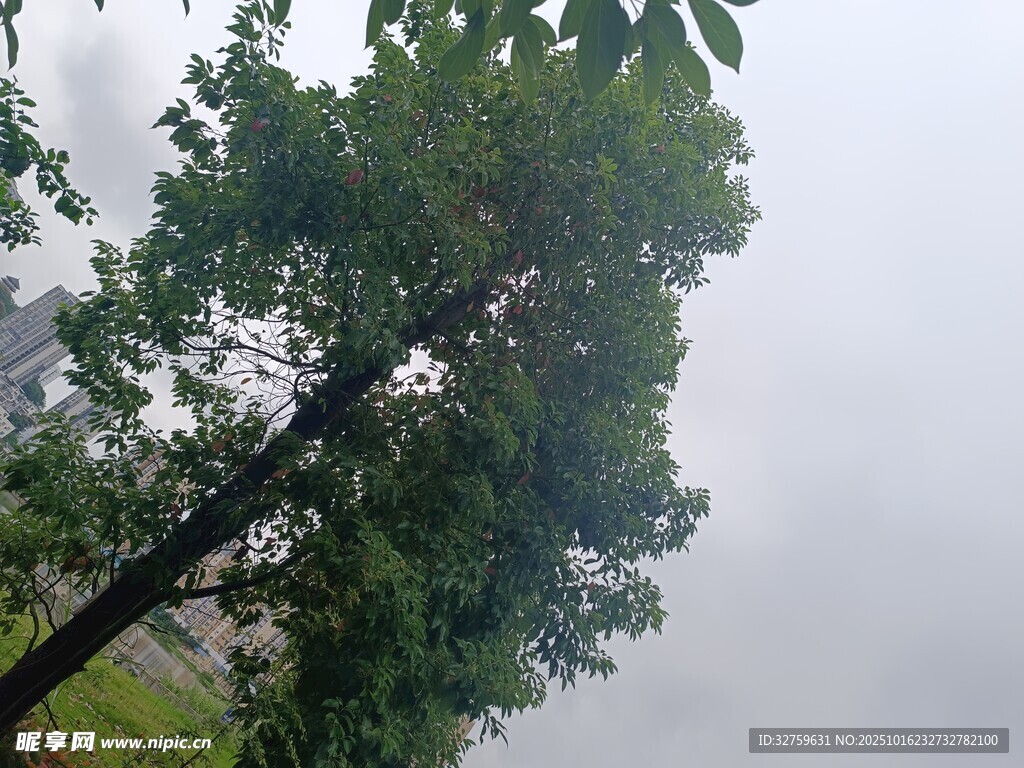雨中挺拔绿树
