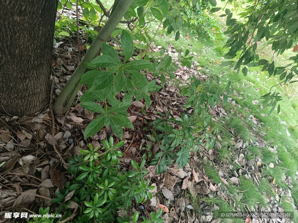 树下繁茂绿植与落叶景象