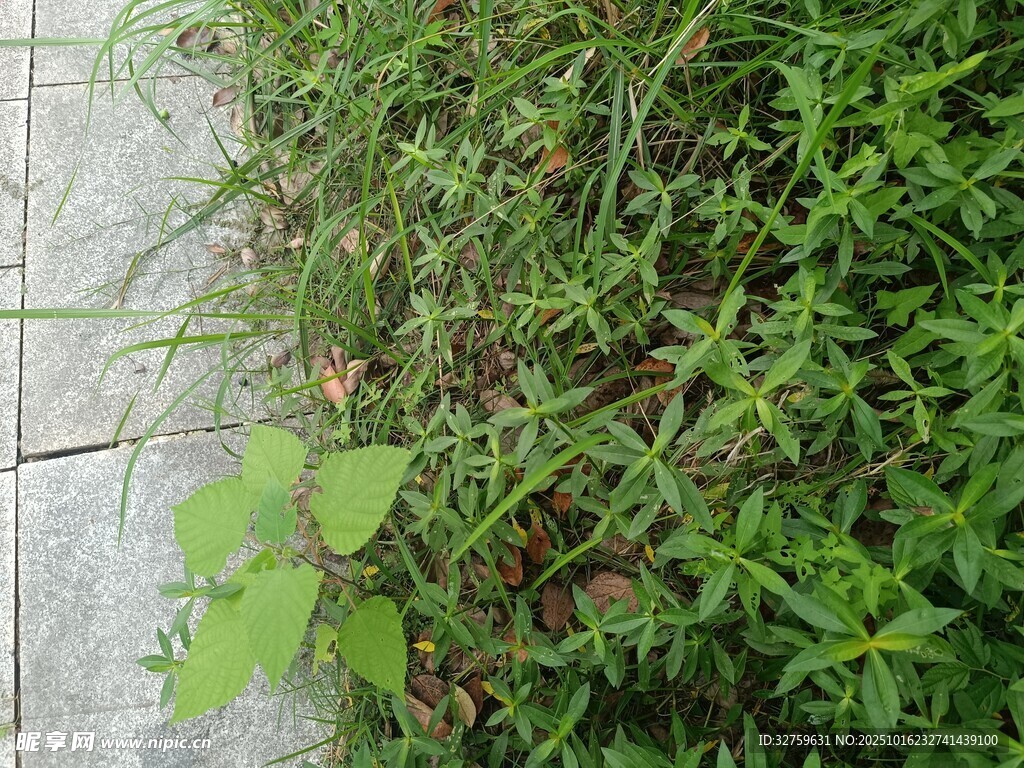 路边丛生的绿色野草