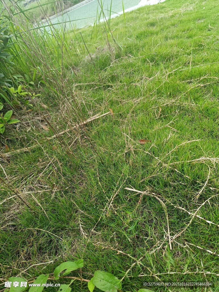 户外翠绿草地景象