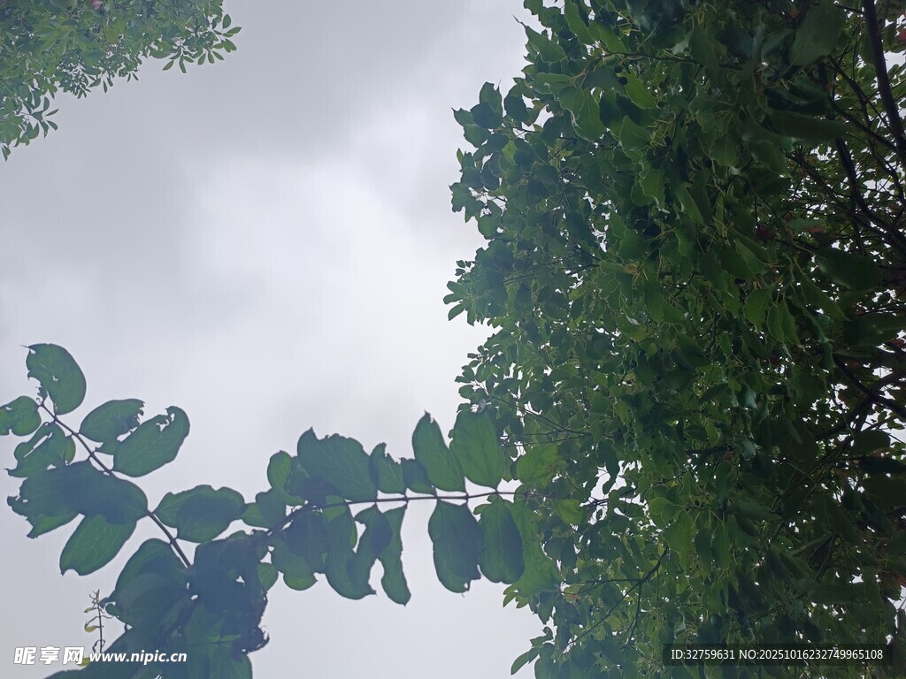 枝叶间的天空景象