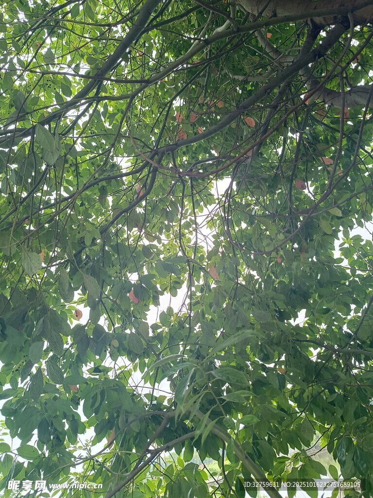 透过枝叶的斑驳阳光