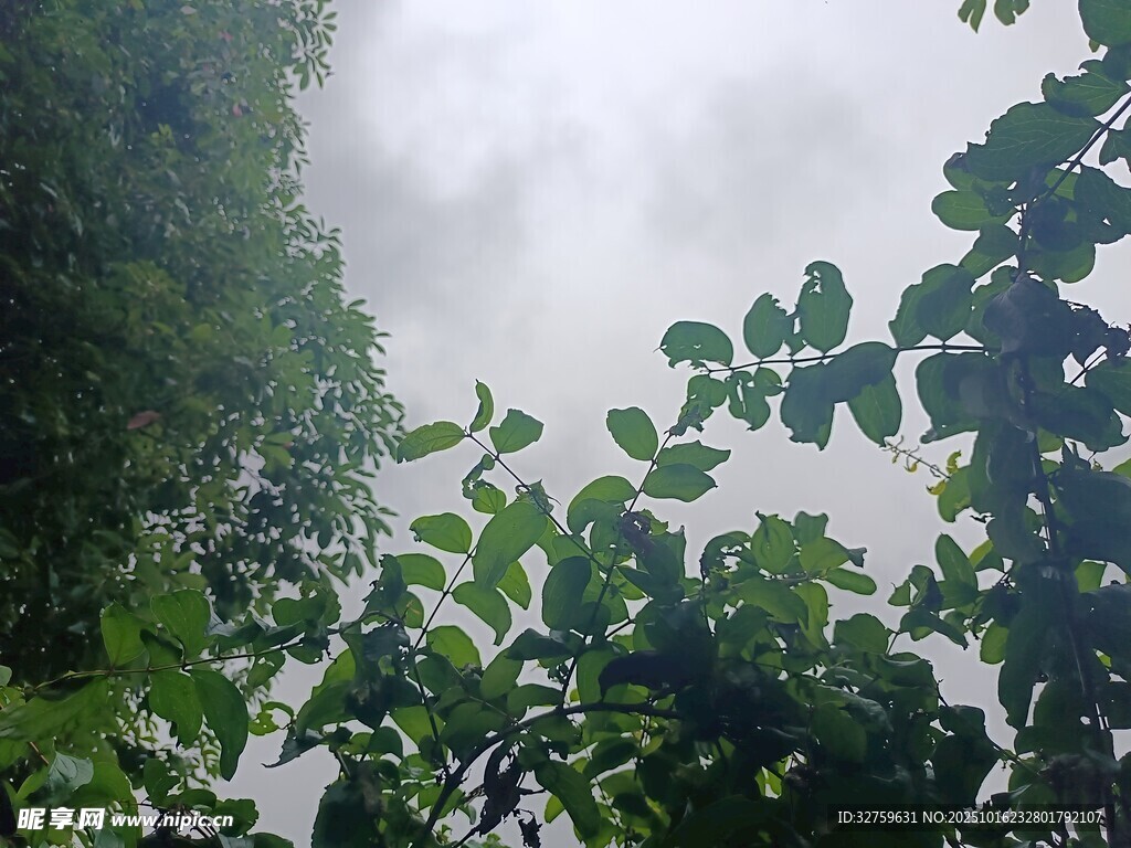 仰视绿树间的朦胧天空