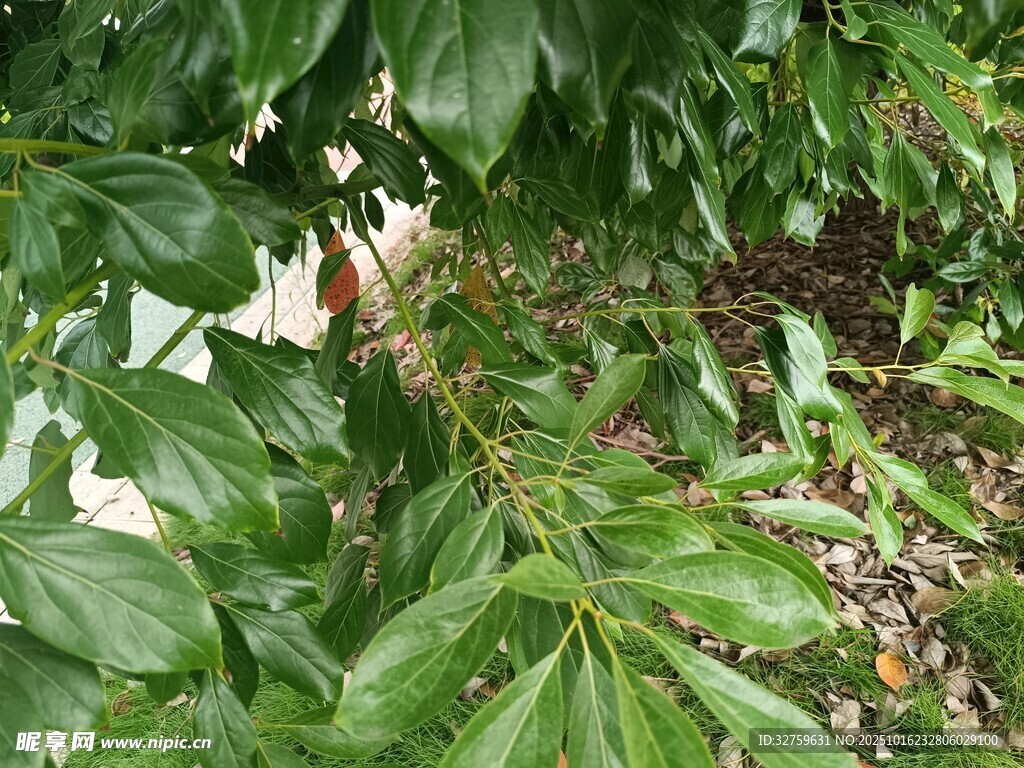 绿叶间的红棕色植物枝条