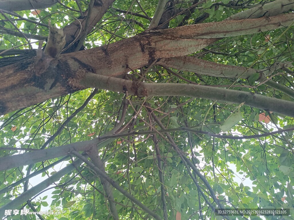 仰视繁茂树冠景象