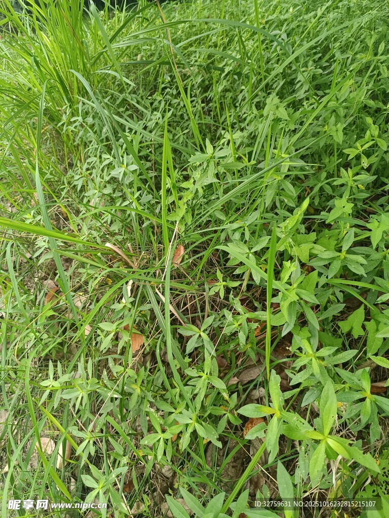 繁茂的绿色植物景观