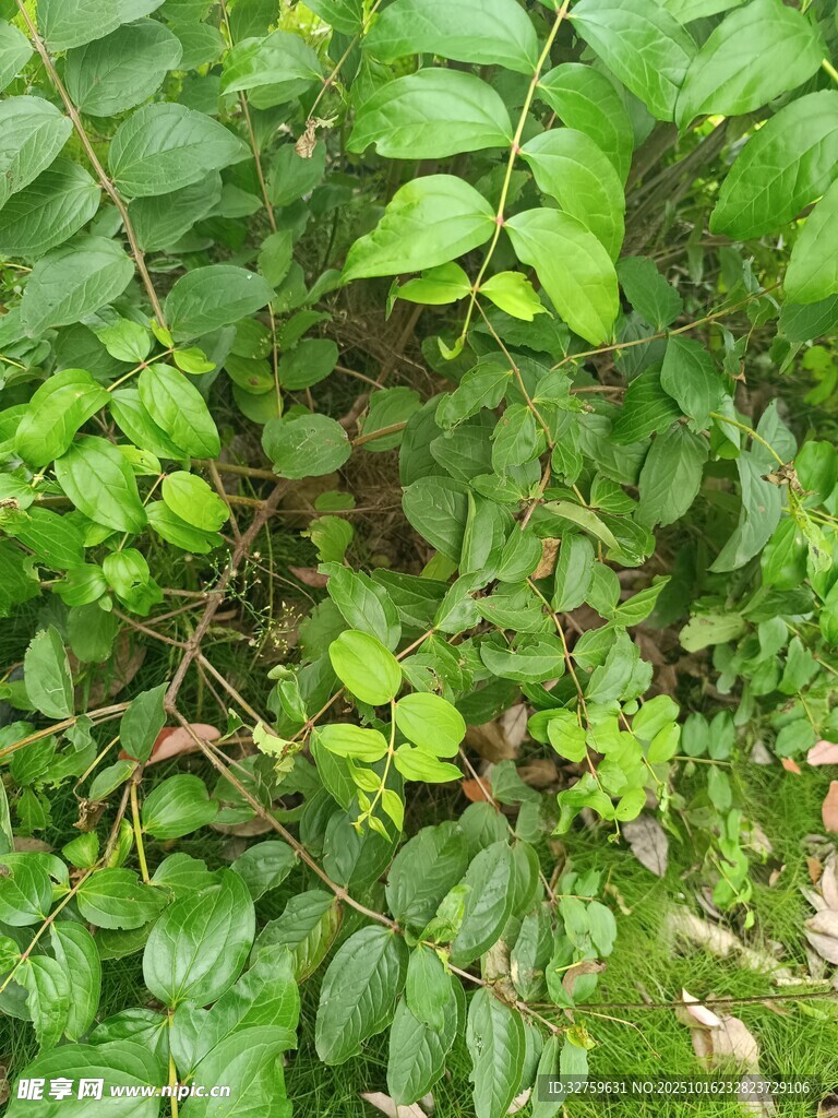 茂密绿叶植物景观