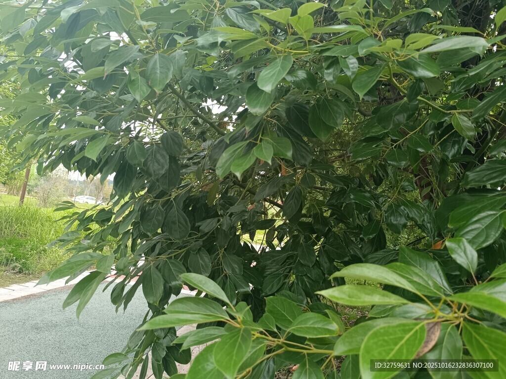 路边繁茂绿植