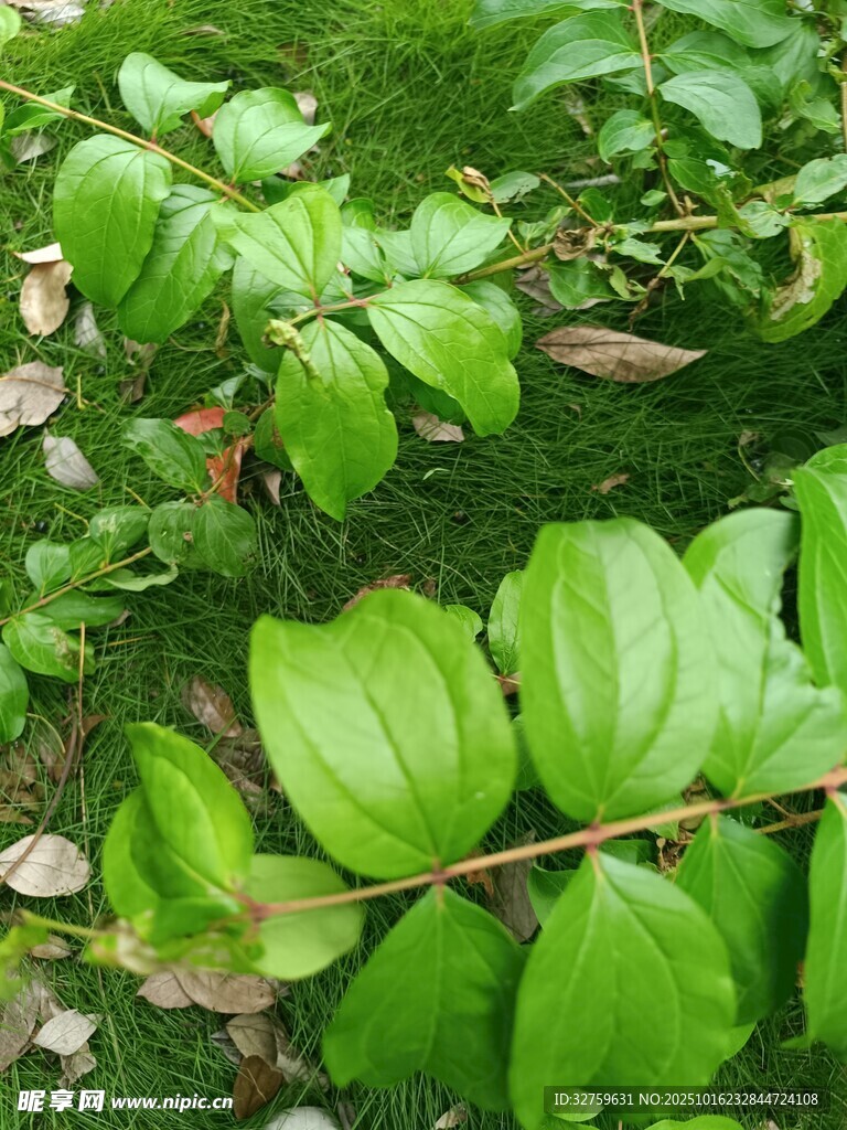翠绿叶片的植物特写