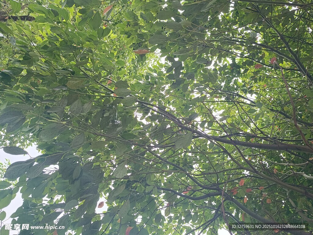 仰视茂密树林绿意盎然