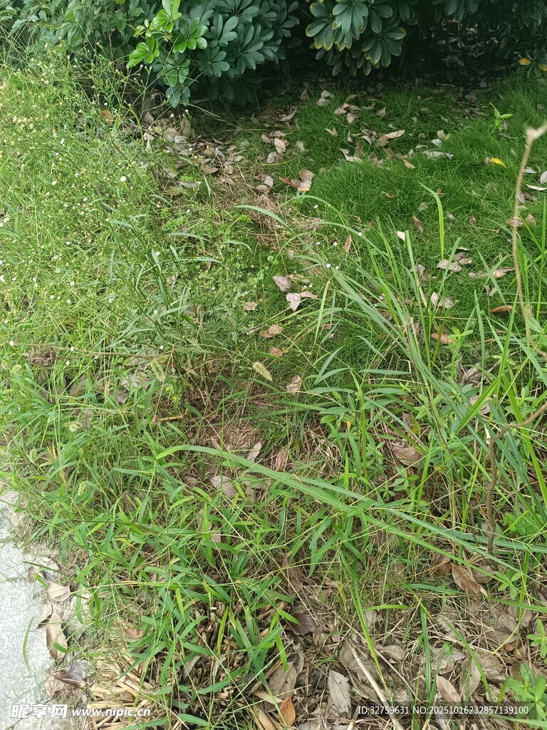 路边草地景象