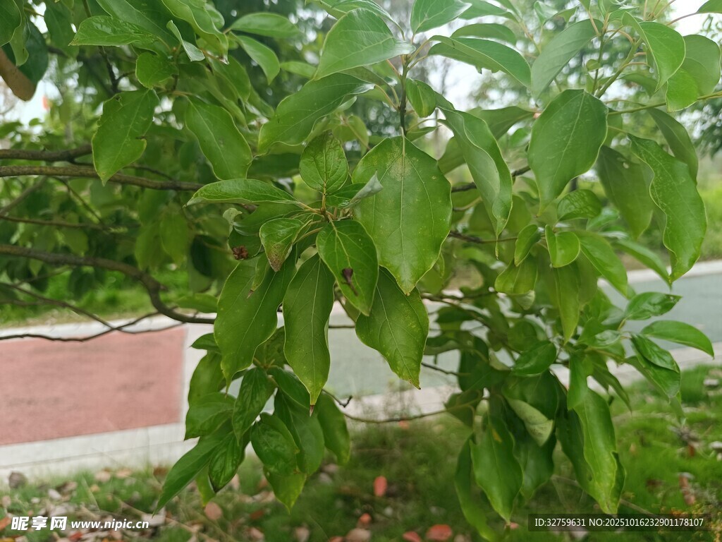 绿叶繁茂的枝头景象