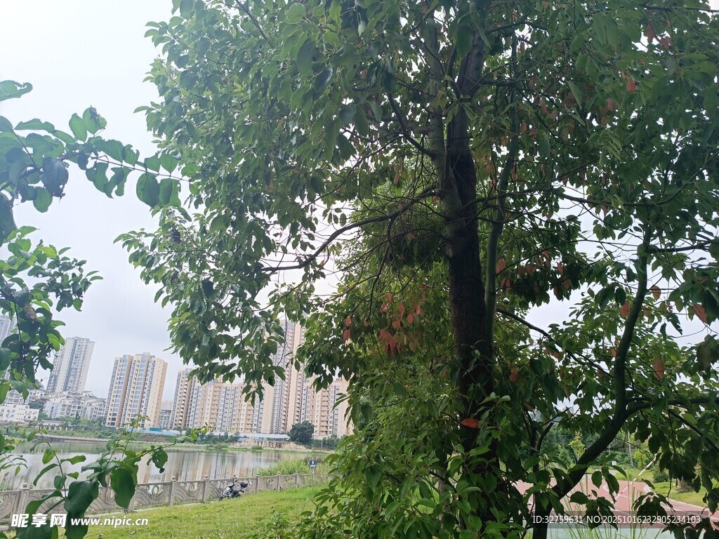 城市中繁茂绿树景观
