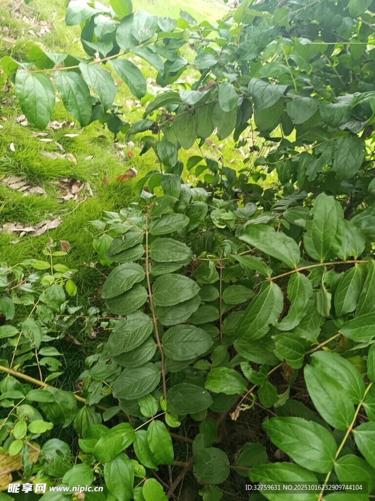 繁茂绿植景观
