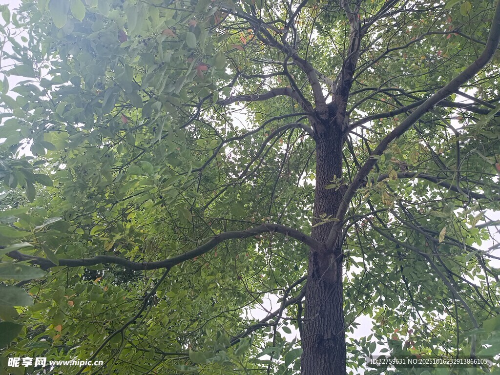 茂密大树的繁茂枝叶