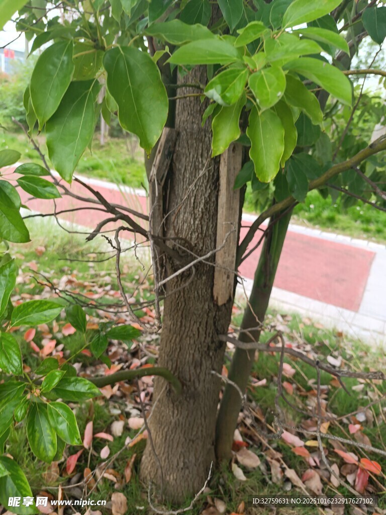 树干缠绕支架的绿植