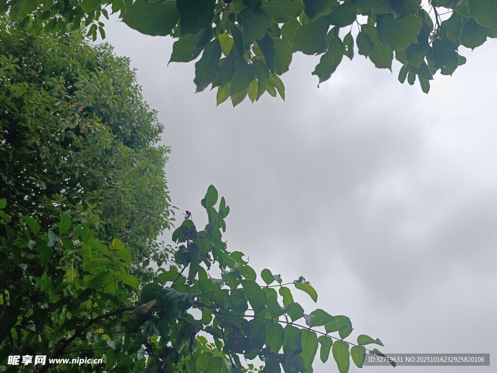 仰视绿树与灰蒙天空