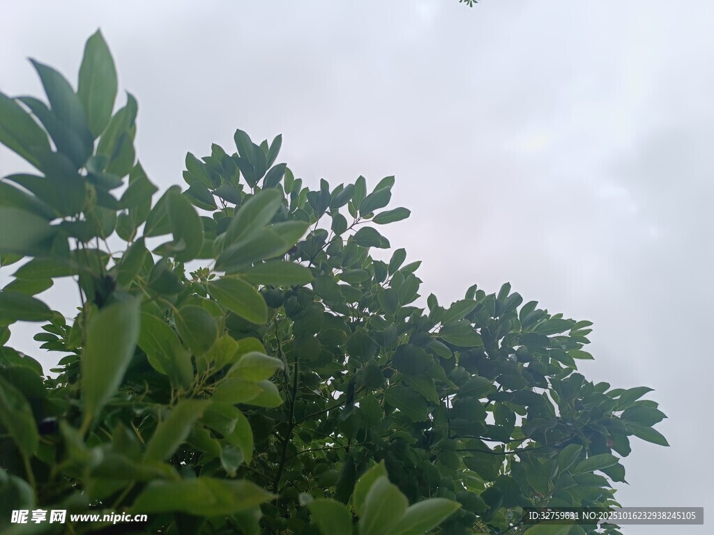 绿叶繁茂的树梢