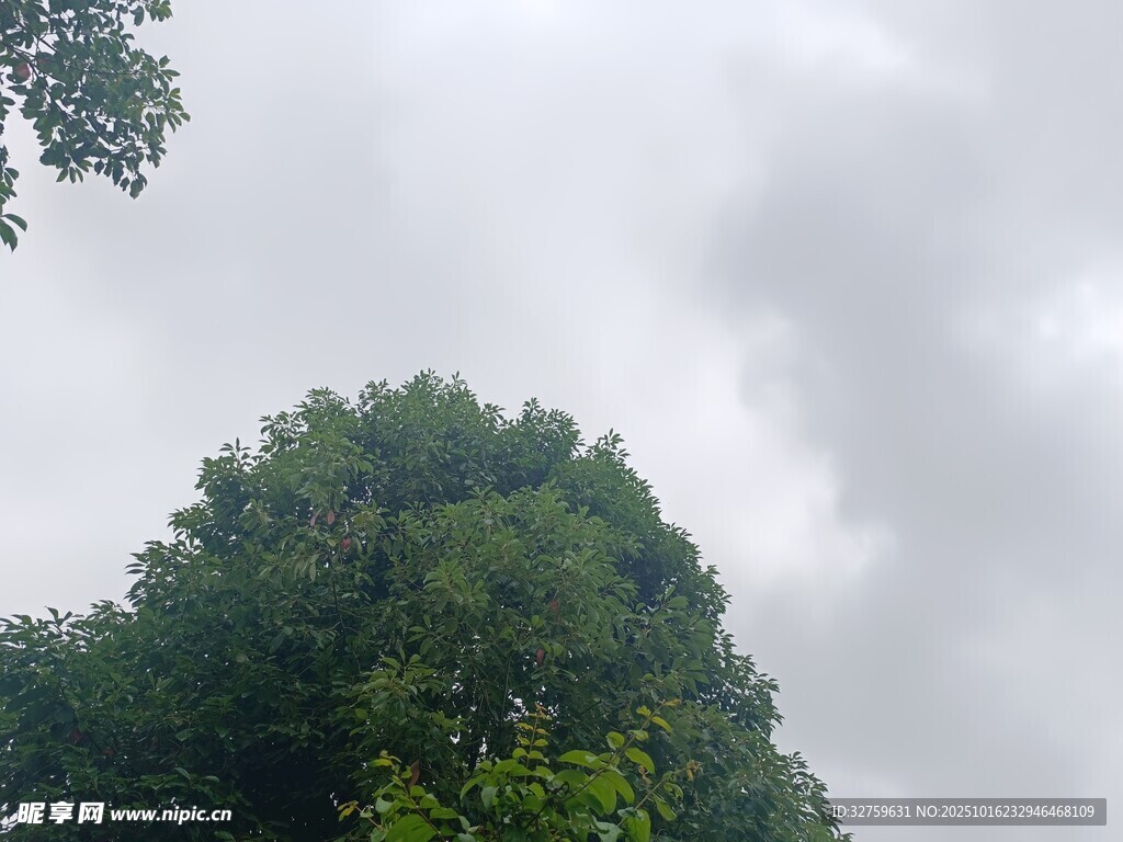 茂密树林与阴沉天空