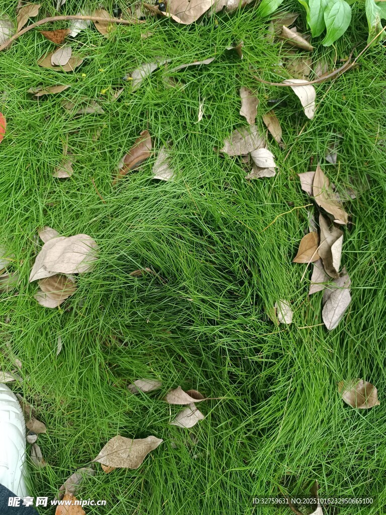 草地上的落叶与绿草