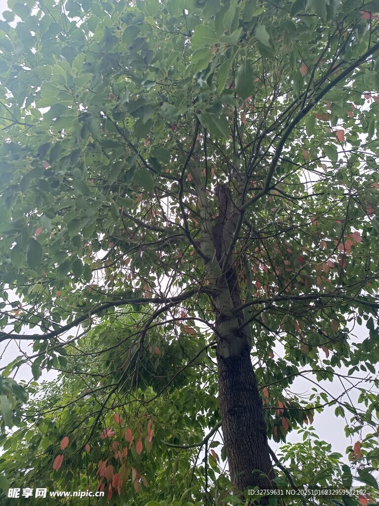 高大繁茂的树木景观