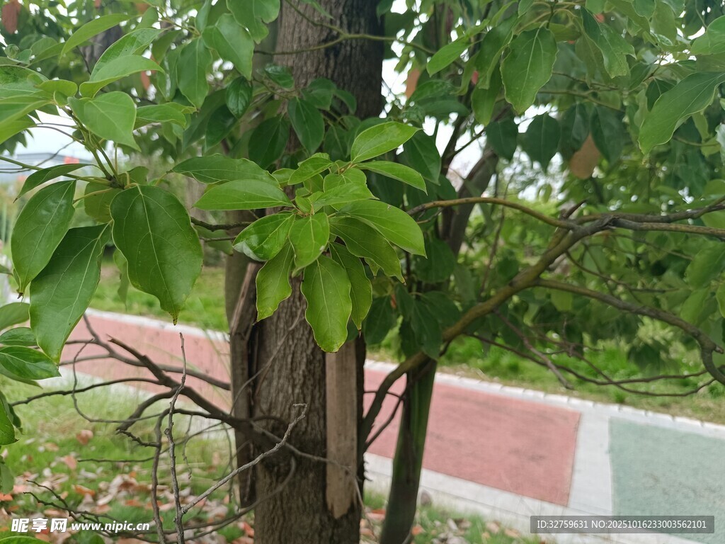 树干旁的翠绿枝叶