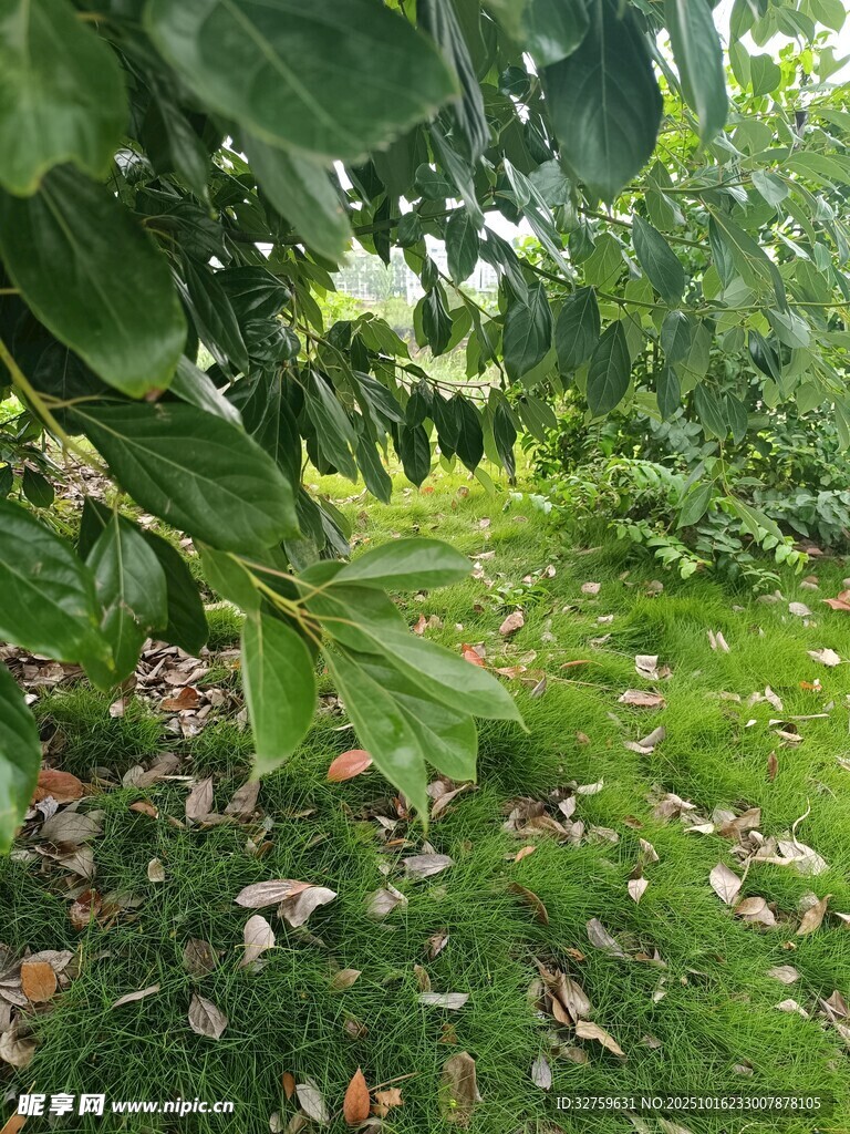 绿叶掩映下的草地景象