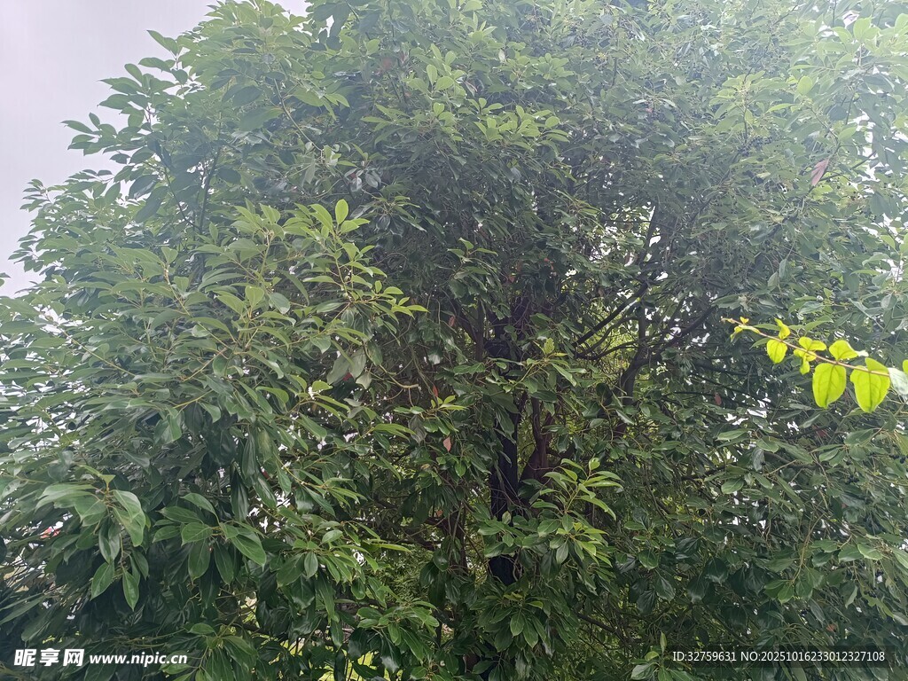 茂盛绿树展现自然生机