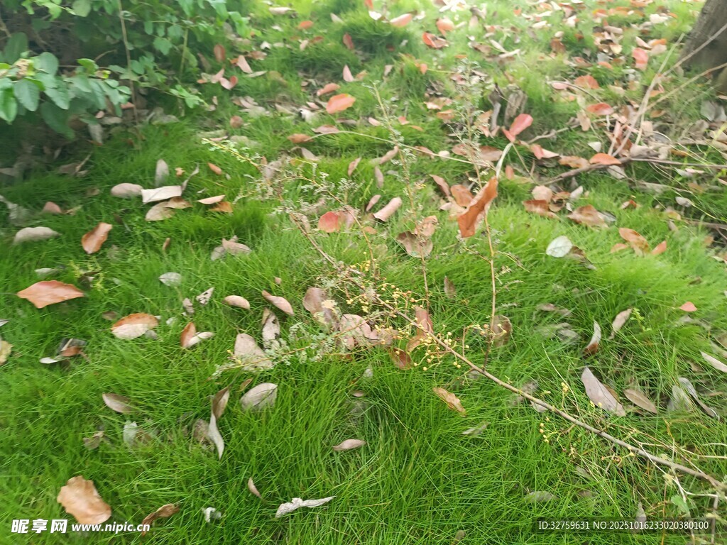 林间落叶铺就的翠绿小径