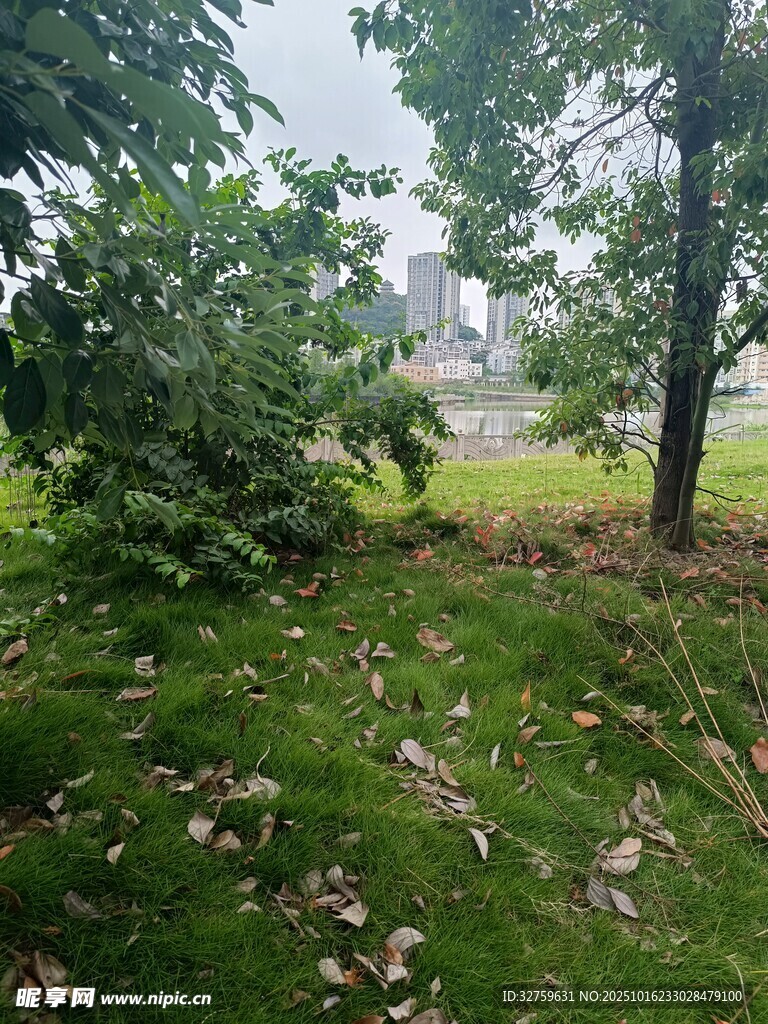 绿意盎然的户外自然场景