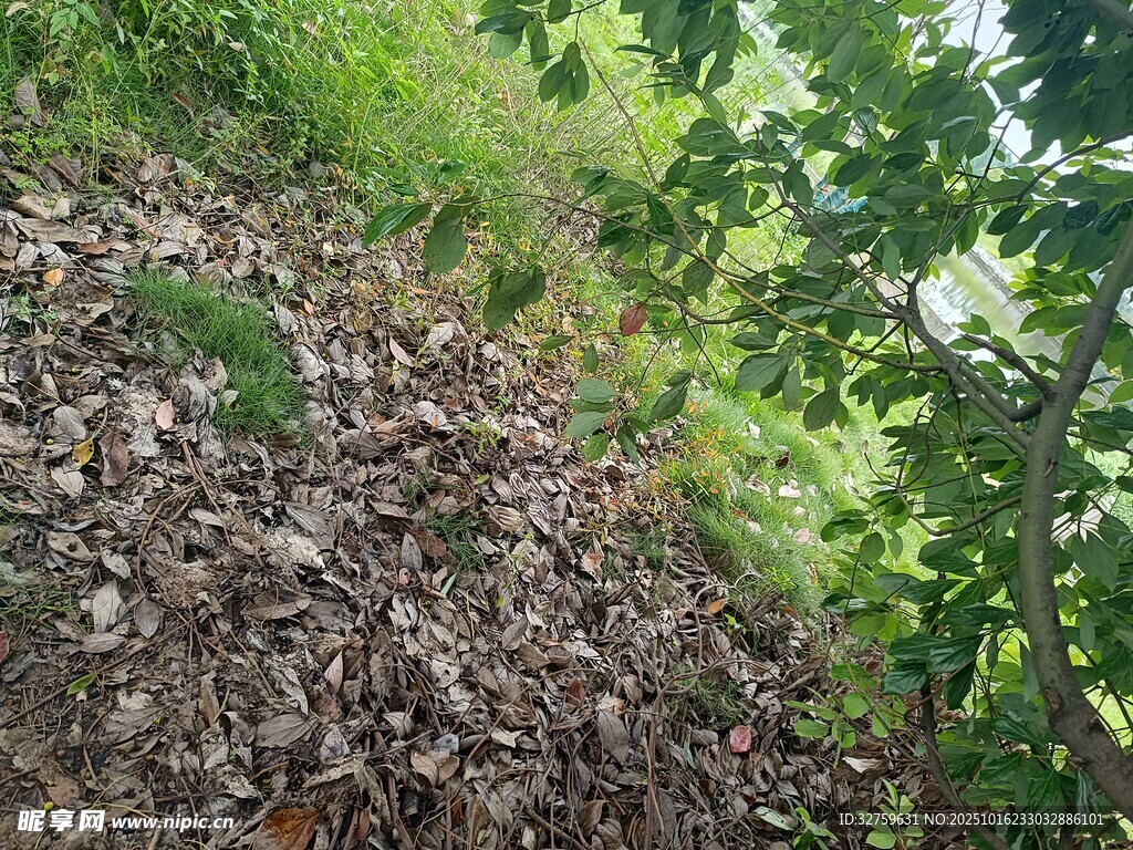 山坡上的植被与枯叶