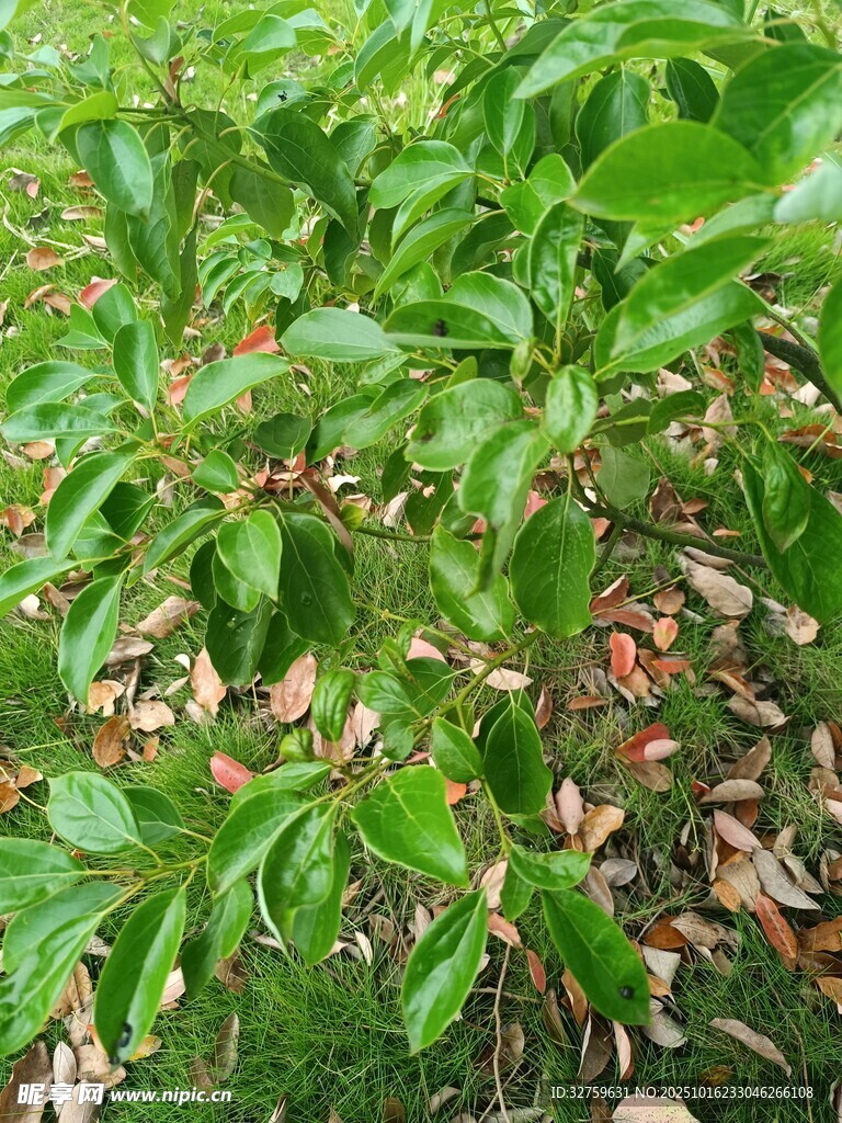绿叶繁茂的植物景观