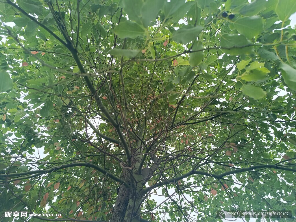 仰视视角下的繁茂绿树