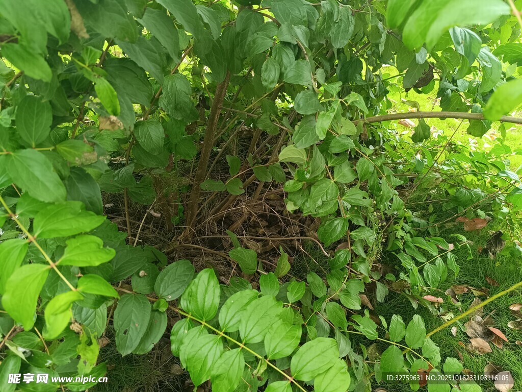 茂密绿植中的蕨类植物