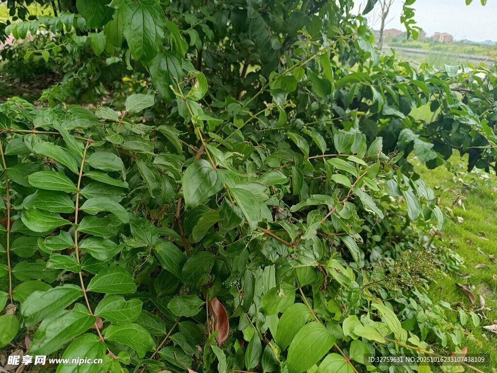 茂密绿植景观