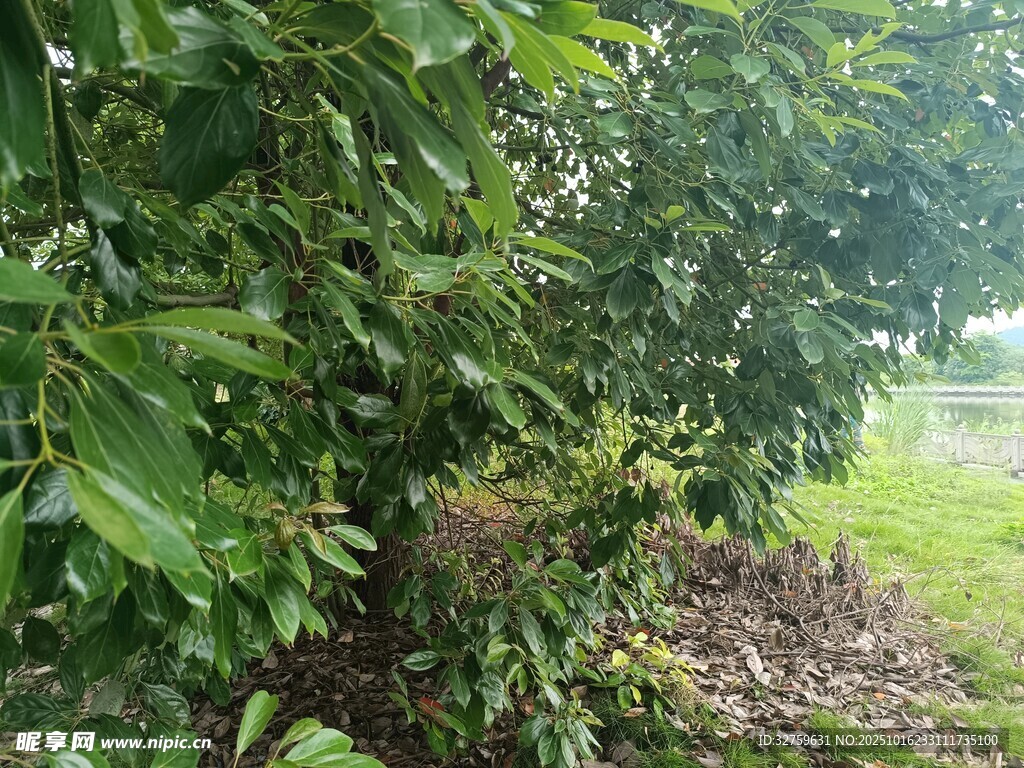 绿叶繁茂的户外植物景观