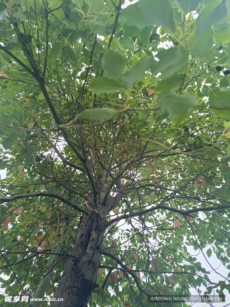 仰视视角下的繁茂树木