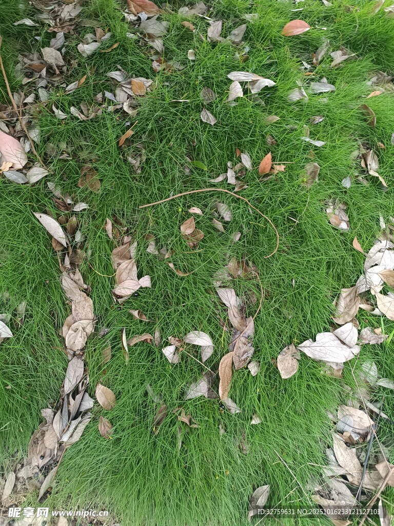 草地散落枯叶景象