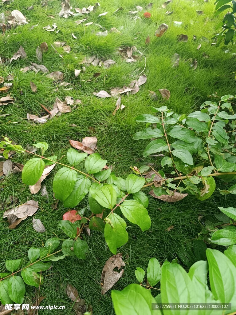 绿意盎然的林下植物景观