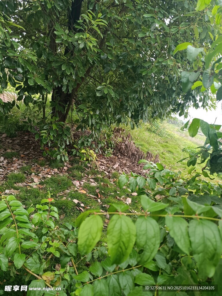 绿意盎然的林间小径