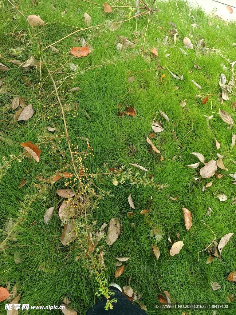 翠绿草地间的细长植物