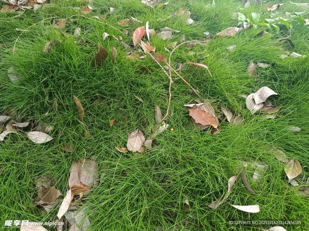 草地上的落叶