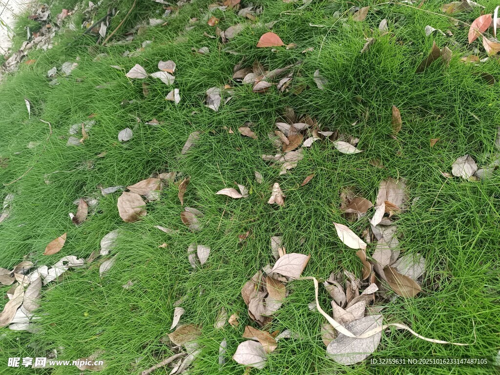 草地上散落的枯黄树叶