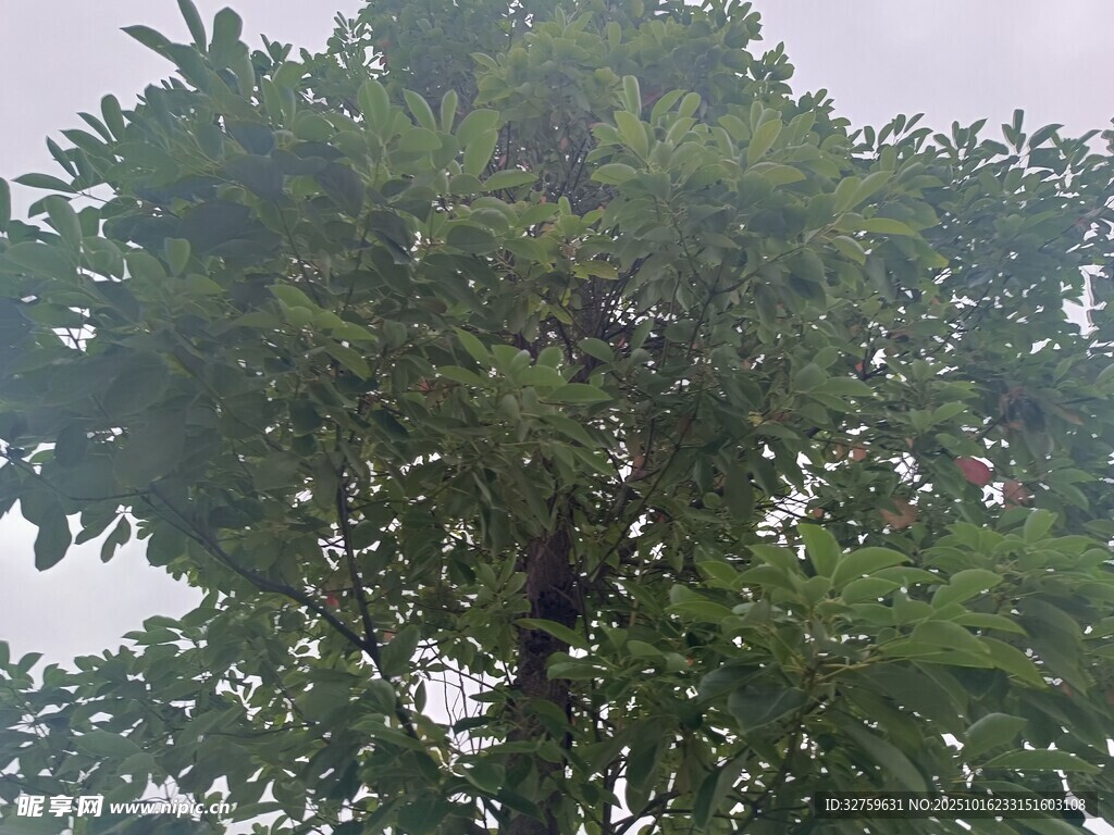 高大繁茂的绿树