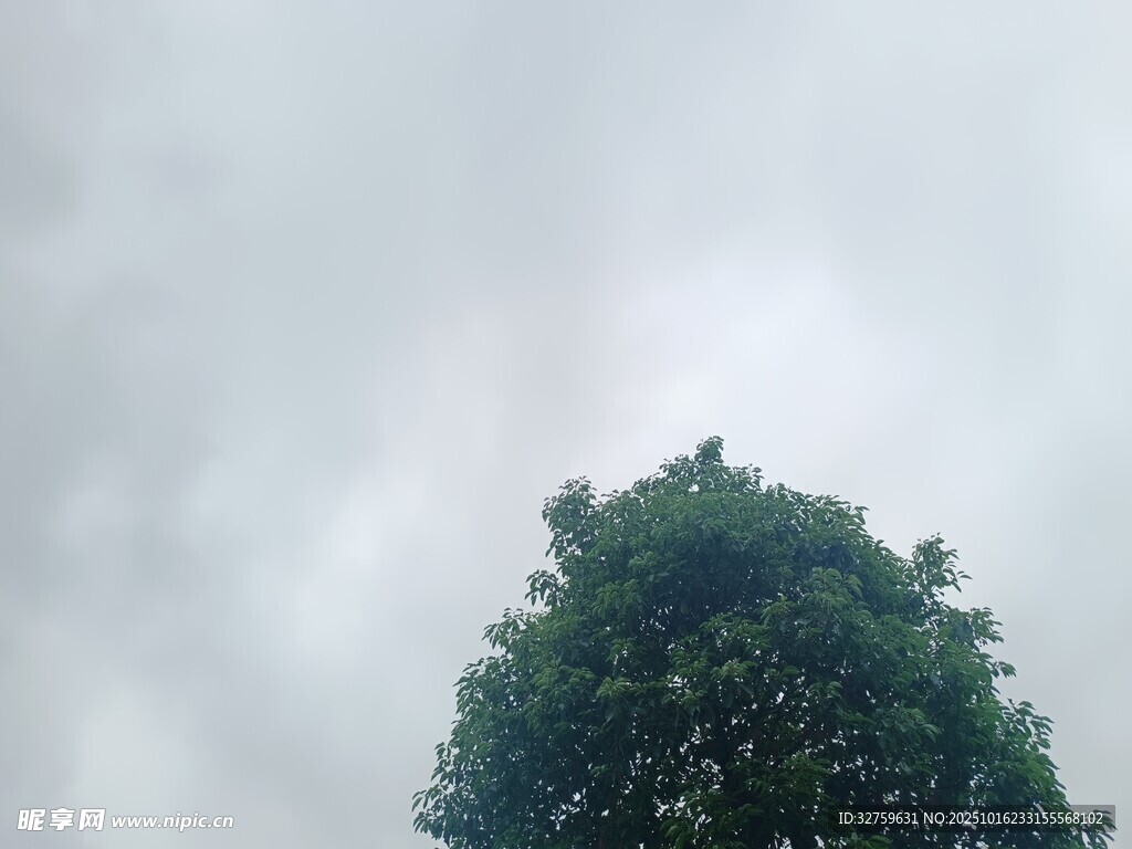 仰视树冠与阴沉天空