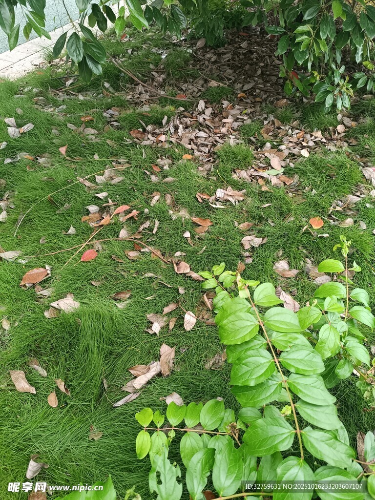 草地落叶与绿植景观