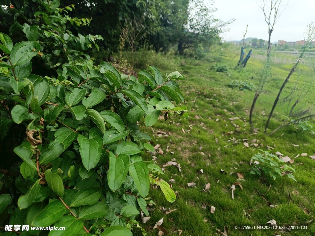 绿意盎然的野外植物景观